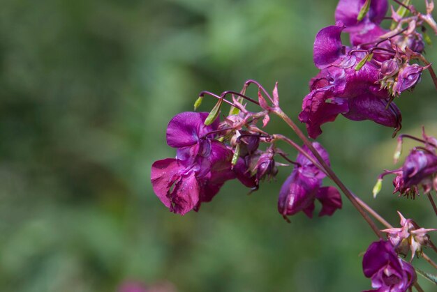 Close-up d'une plante à fleurs violettes