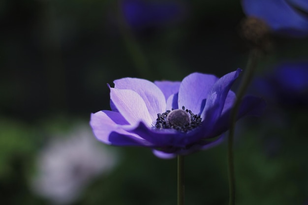 Close-up d'une plante à fleurs violettes