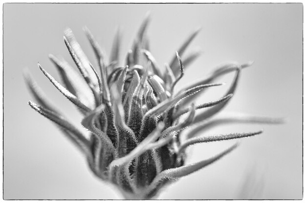 Photo close-up d'une plante à fleurs