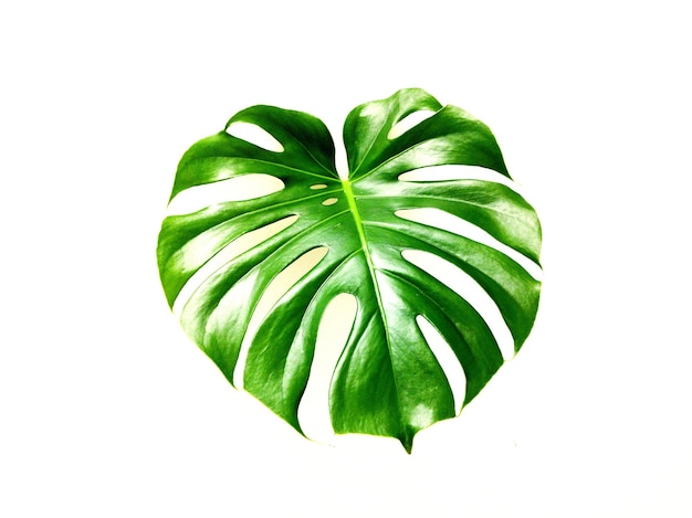 Close-up de plante sur fond blanc
