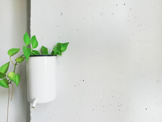 Close-up d'une plante en pot contre une fenêtre