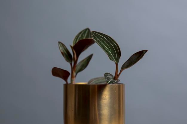 Close-up de plante en pot contre le mur