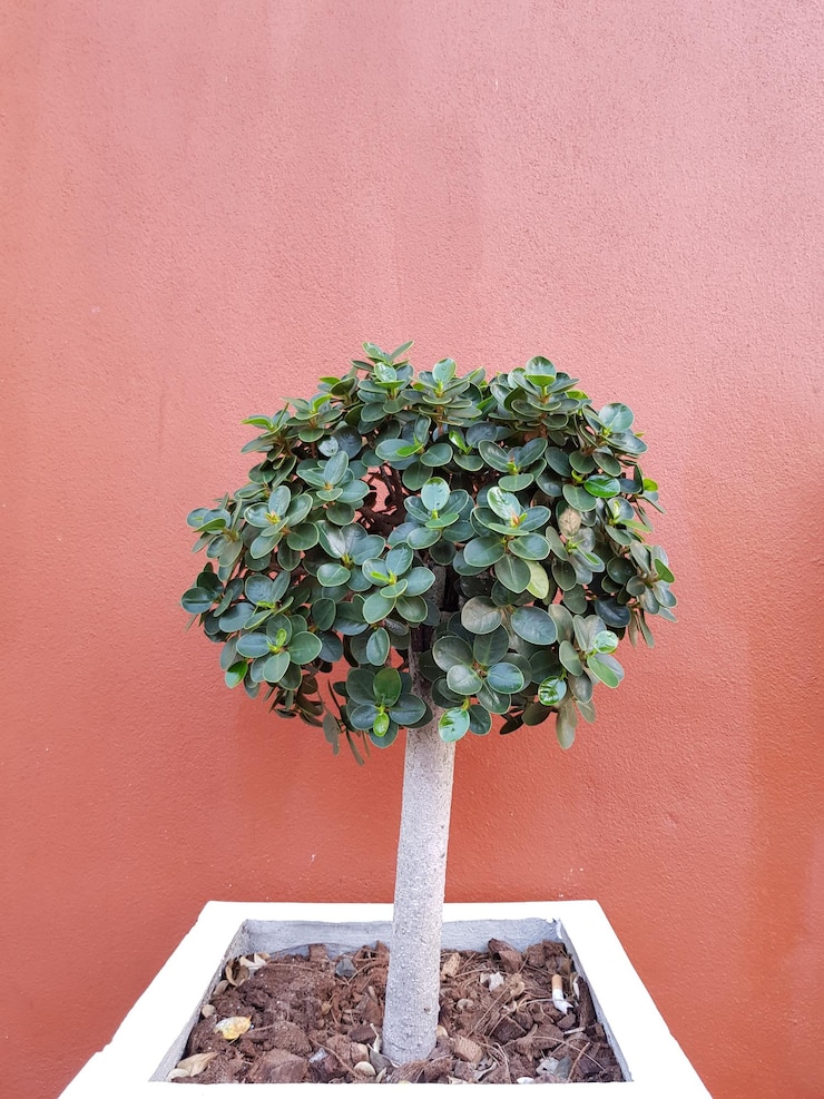 Photo close-up de plante en pot contre le mur