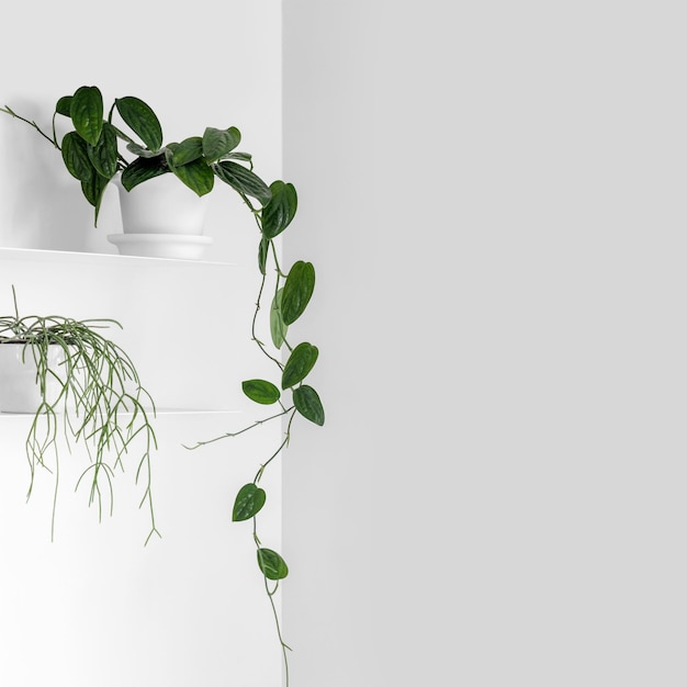 Close-up de plante en pot sur fond blanc