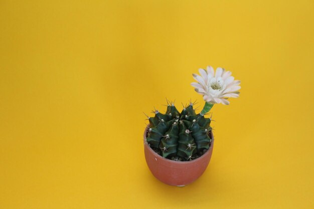 Close-up d'une plante en pot sur un fond jaune