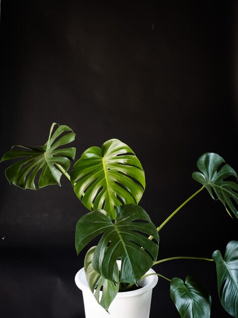 Photo close-up d'une plante en pot sur un fond noir