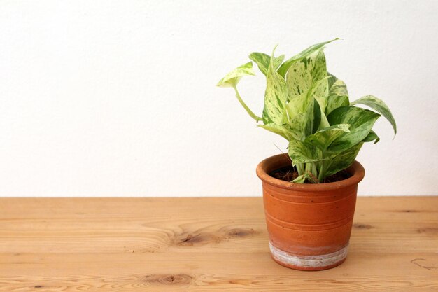 Close-up d'une plante en pot sur une table contre le mur