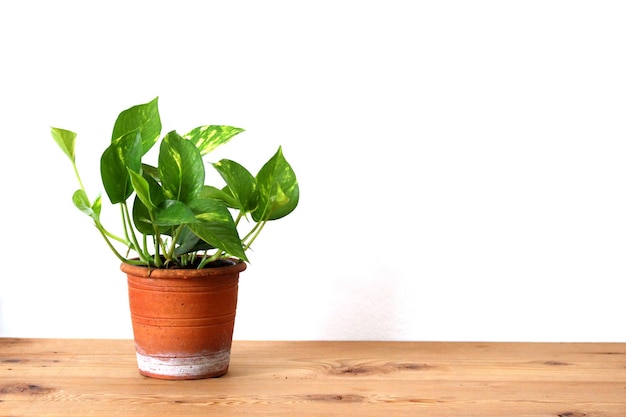 Close-up d'une plante en pot sur une table sur un fond blanc