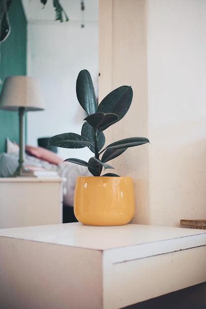 Close-up d'une plante en pot sur la table à la maison