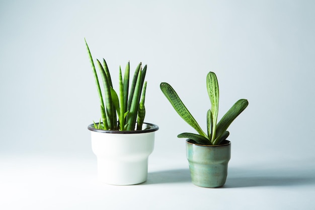 Close-up d'une plante en pot sur une table