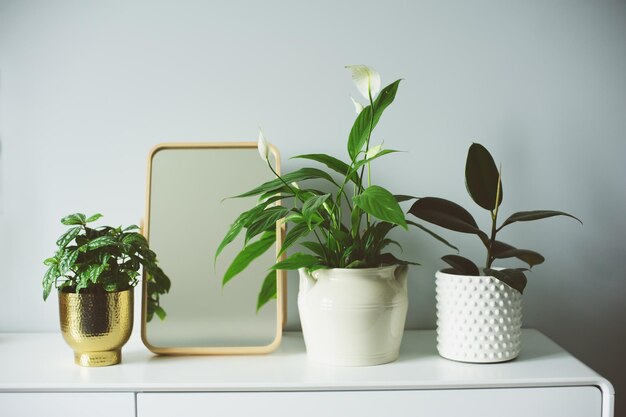 Photo close-up d'une plante en pot sur une table