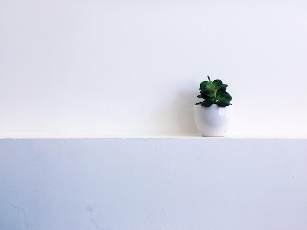 Photo close-up d'une plante en pot sur une table