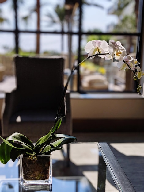 Close-up d'une plante en pot sur une table