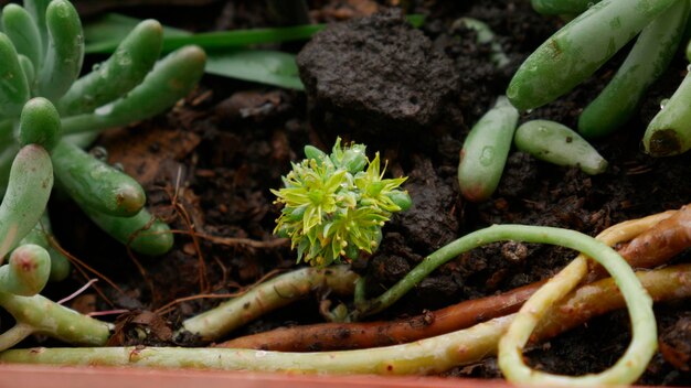 Photo close-up d'une plante en pot