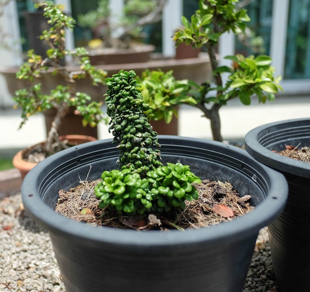 Photo close-up d'une plante en pot