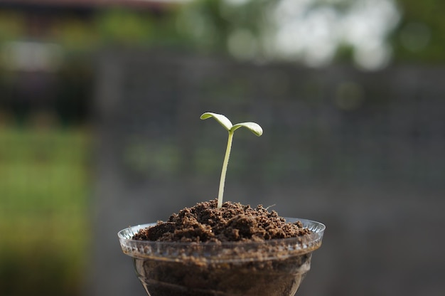 Close-up d'une plante en pot