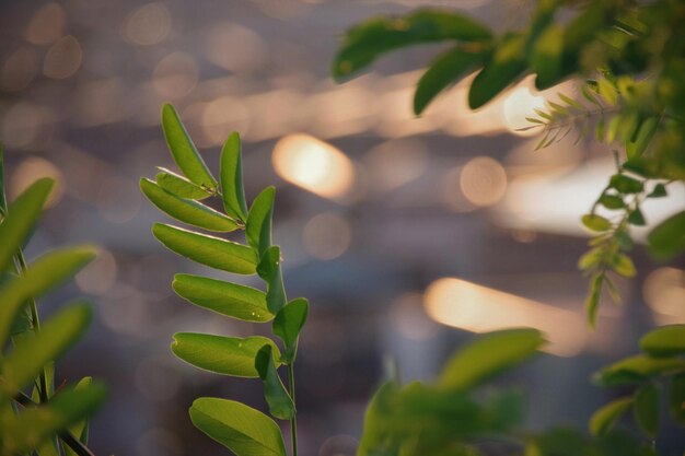 Photo close-up d'une plante qui pousse à l'extérieur