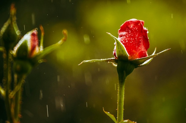 Photo close-up d'une plante de rose rouge humide