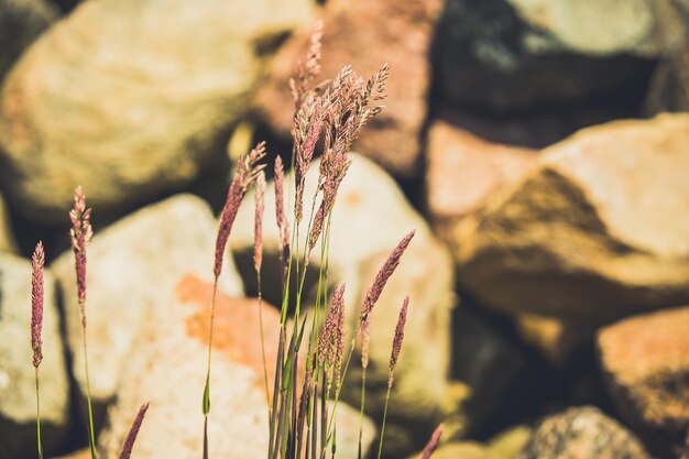 Photo close-up d'une plante succulente sur une roche