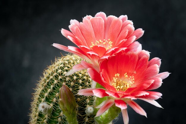 Photo close-up d'une plante succulente rouge