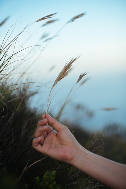 Photo close-up d'une plante tenue à la main dans une ferme contre le ciel