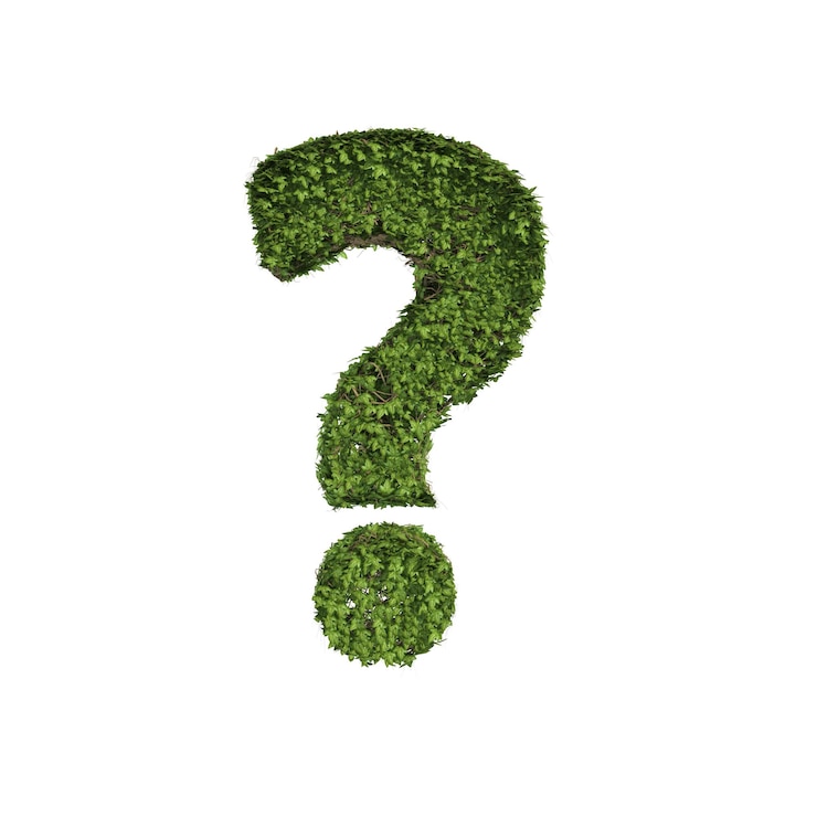 Photo close-up d'une plante verte sur un fond blanc.