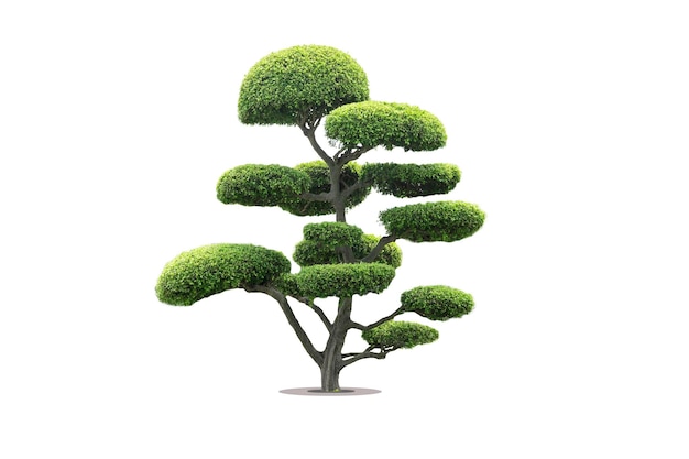 Close-up d'une plante verte sur un fond blanc
