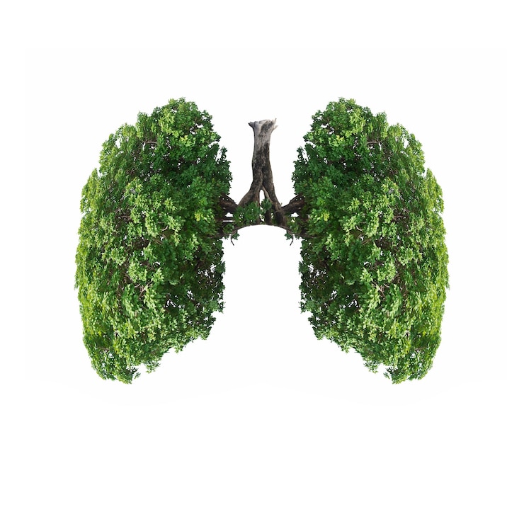 Photo close-up d'une plante verte sur un fond blanc