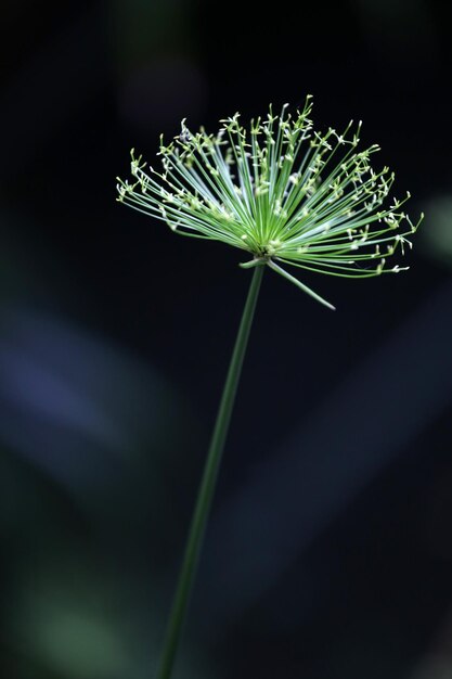 Photo close-up d'une plante verte sur un fond noir