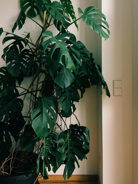 Close-up d'une plante verte fraîche contre le ciel