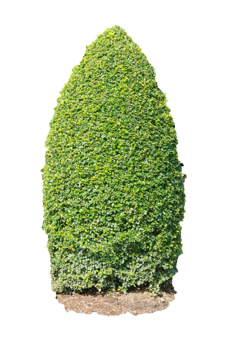 Photo close-up d'une plante verte fraîche sur un fond blanc