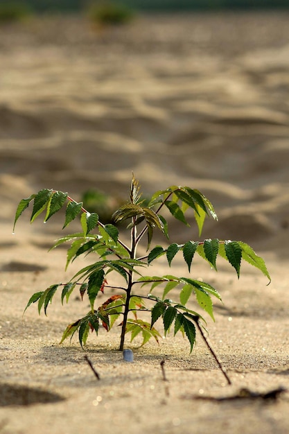 Close-up d'une plante verte fraîche sur le sable dans le désert