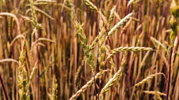 Close-up des plantes de blé