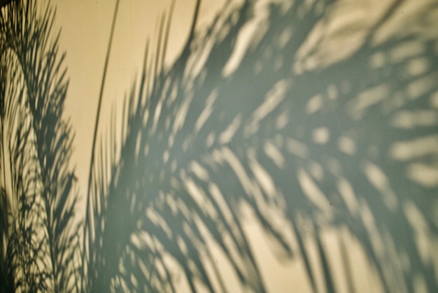 Photo close-up des plantes contre le ciel