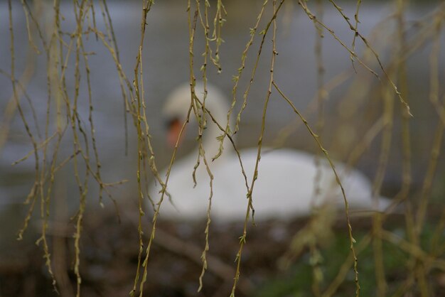 Close-up des plantes contre le ciel