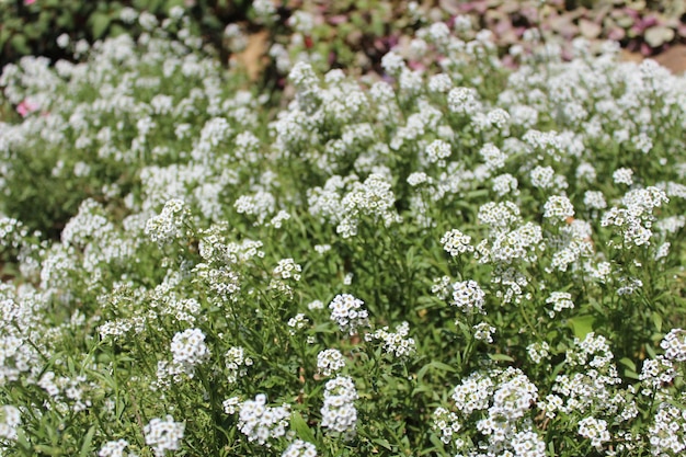 Close-up de plantes à fleurs blanches sur le champ