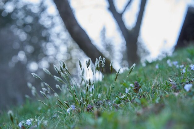 Photo close-up de plantes à fleurs blanches sur le champ