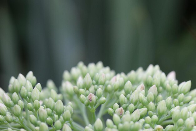 Photo close-up de plantes à fleurs blanches