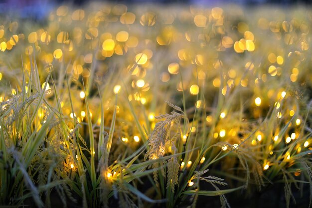 Photo close-up de plantes à fleurs jaunes sur le champ