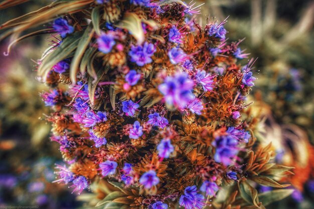 Photo close-up de plantes à fleurs violettes