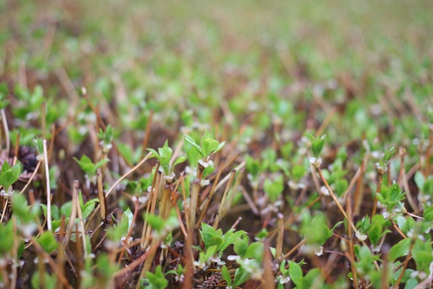 Photo close-up de plantes fraîches sur le terrain