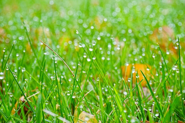 Photo close-up de plantes humides un jour de pluie