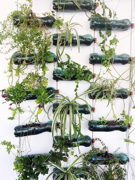 Photo close-up de plantes en pot en serre