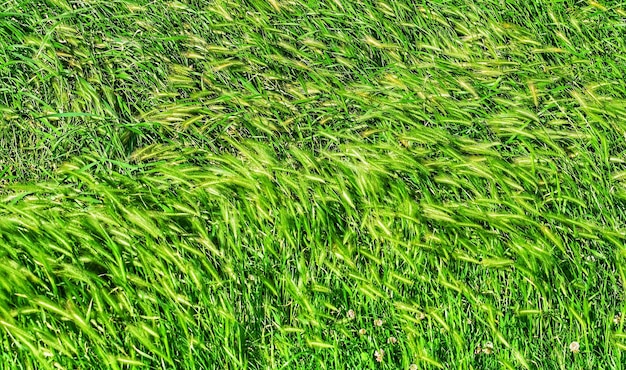 Close-up des plantes qui poussent sur le champ