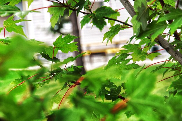 Close-up des plantes qui poussent à l'extérieur