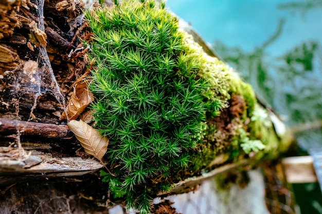 Close-up des plantes qui poussent sur la mousse