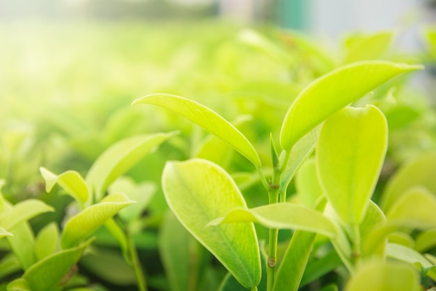 Close-up des plantes qui poussent en serre