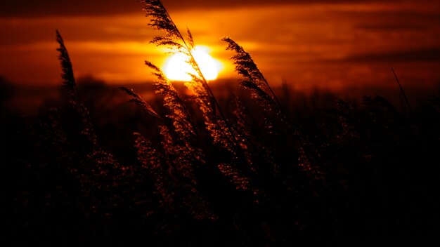 Photo close-up de plantes en silhouette sur le champ contre le ciel au coucher du soleil