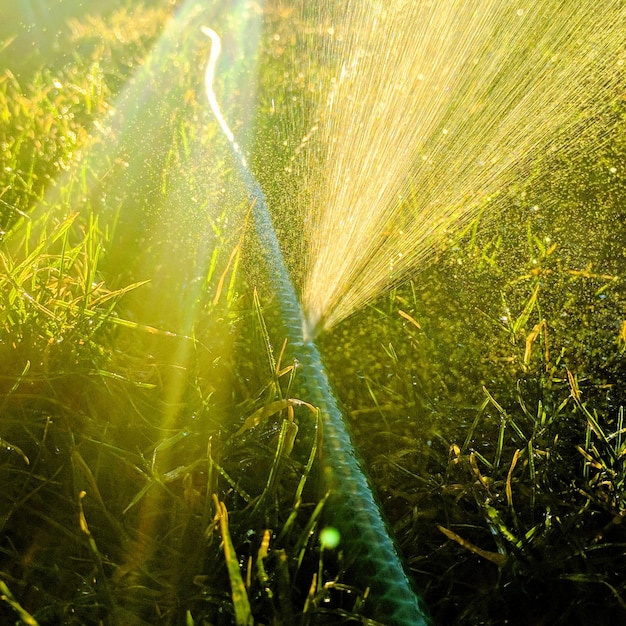 Photo close-up de plantes vertes fraîches dans une ferme