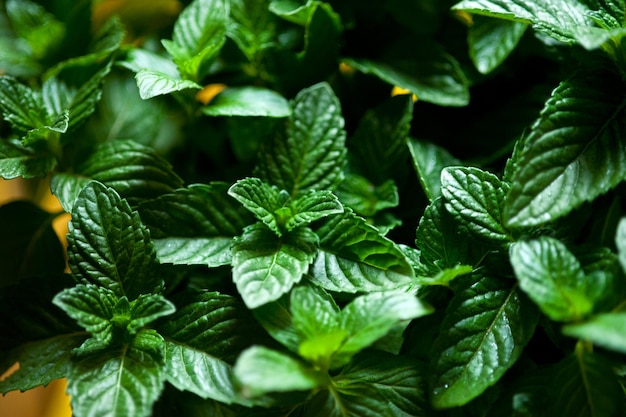 Close-up de plantes